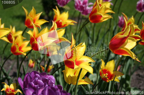 Image of Yellow tulips