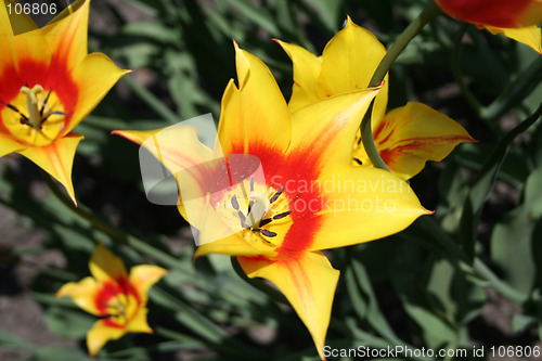 Image of Yellow tulips close up
