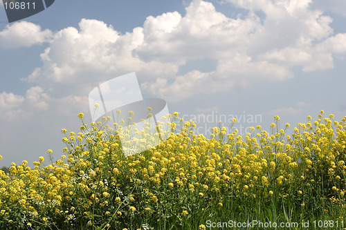 Image of Yellow rape seed