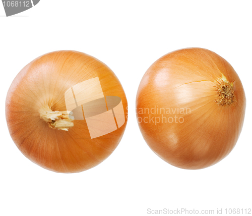 Image of Large onion