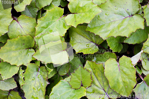 Image of Coltsfoot texture