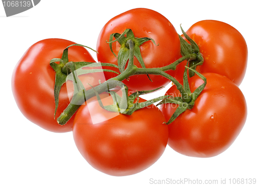 Image of Tomato