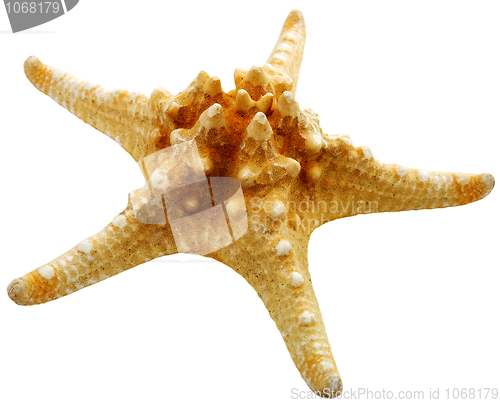 Image of Starfish