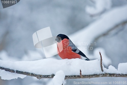 Image of Male bullfinch