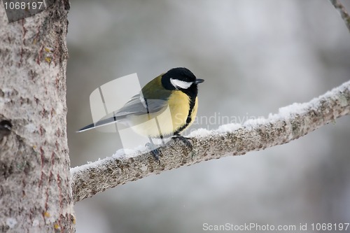 Image of Great tit