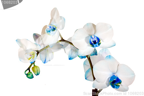 Image of Dark blue orchid