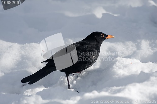 Image of Blackbird in snow