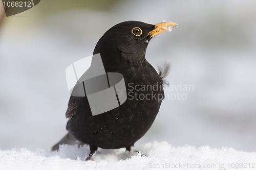 Image of Blackbird in snow