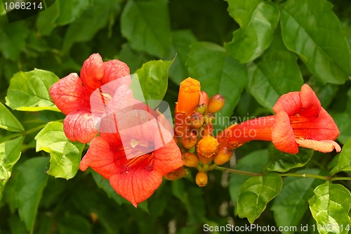 Image of Eccremocarpus blossoming