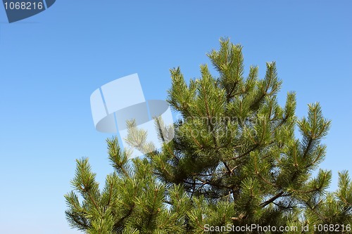 Image of Treetop young pine