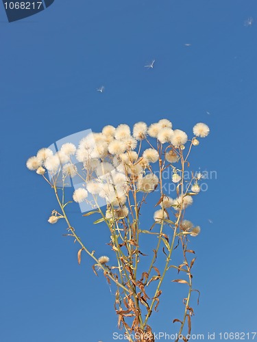 Image of Plant similar to dandelion