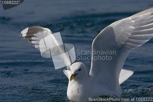 Image of Landing