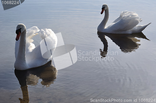 Image of Two lovely swans