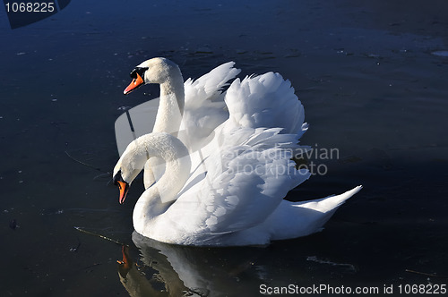 Image of Two lovely swans