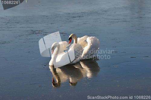 Image of Two lovely swans