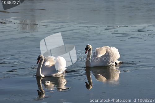 Image of Two lovely swans