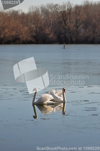 Image of Two lovely swans