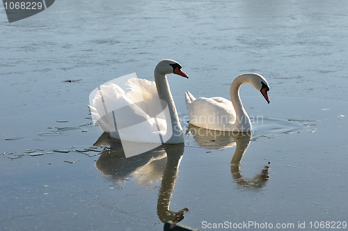 Image of Two lovely swans