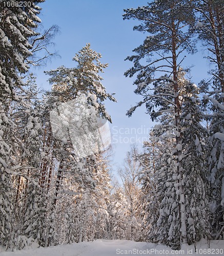 Image of Winter Road