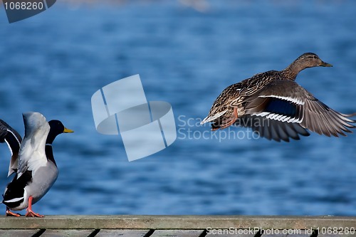 Image of Ducks