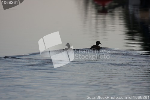 Image of Swimming ducks