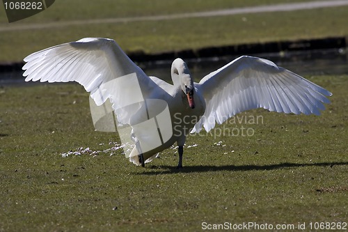 Image of Angry swan