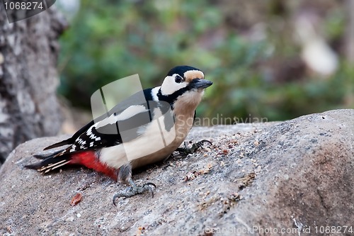 Image of Spotted woodpecker