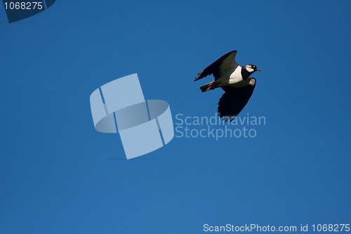 Image of flying lapwing