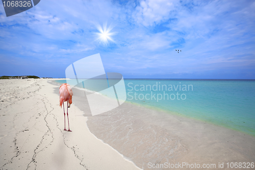 Image of Flamingo at the beach