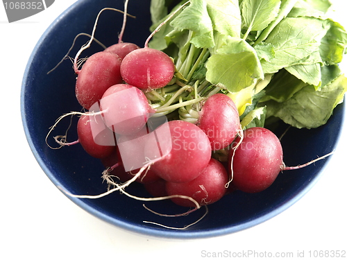 Image of Radish 