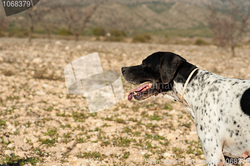 Image of Pointer hunting dog