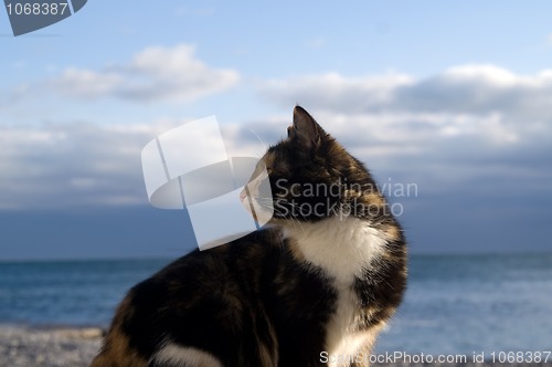 Image of Cat against blue sky and sea