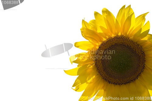 Image of Sunflower isolated on white background