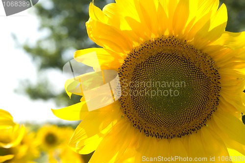 Image of Sunflower