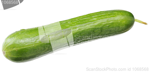 Image of A green fresh cucumber with a sticking out sprig