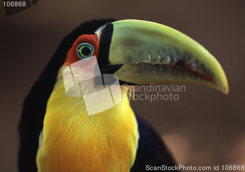 Image of Toucan in Brazil