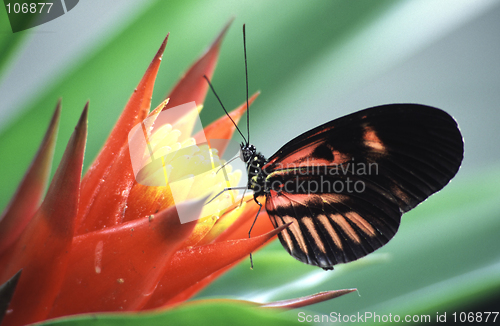 Image of Butterfly on a flower