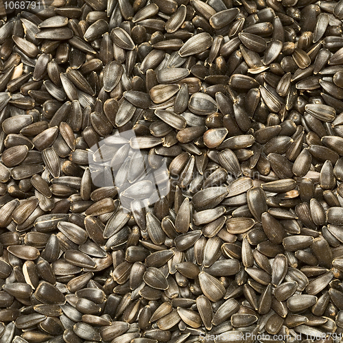 Image of Sunflower-seed background
