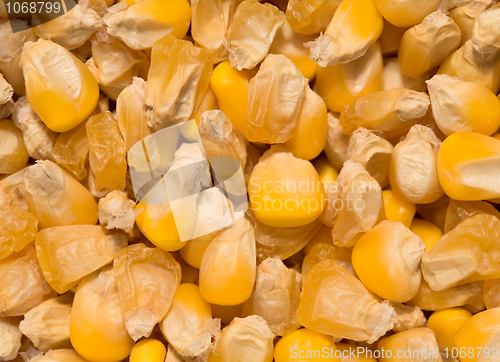 Image of Golden corn grains