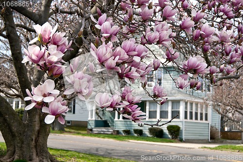 Image of Cherry Blossom