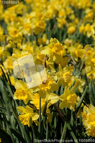 Image of Daffodil