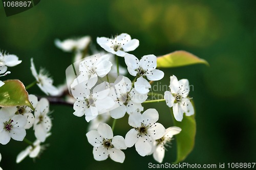 Image of Cherry Blossom