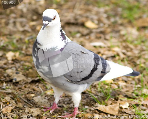 Image of pigeon