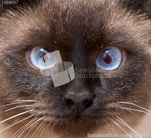 Image of Muzzle of the Siamese cat