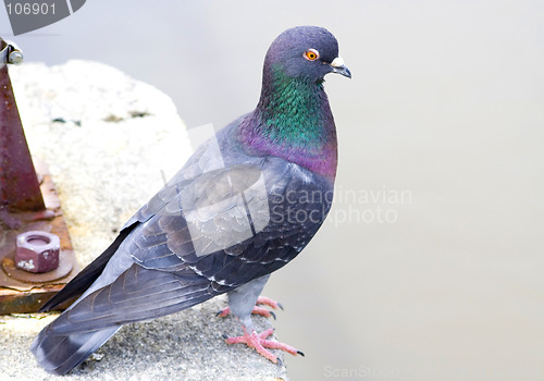 Image of pigeon