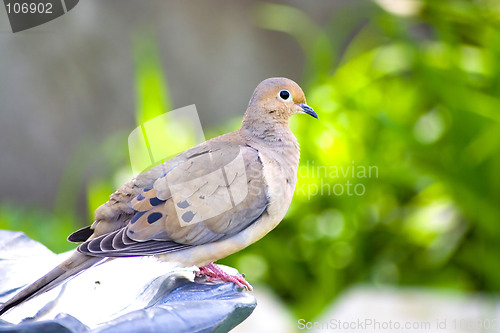 Image of turtle-dove