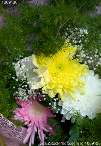 Image of Chrysanthemum and aster