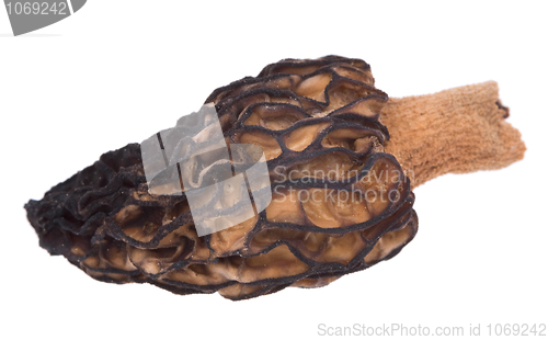 Image of Mushroom morel