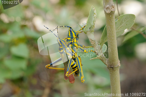 Image of Painted Grasshopper