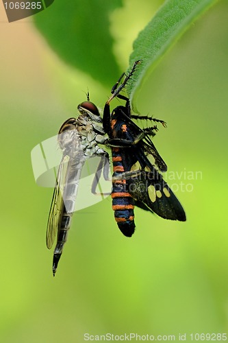 Image of Robberfly